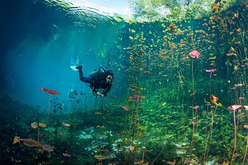 Go Dive Cenotes en Tulum