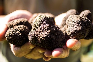 Truffle hunting near Rome