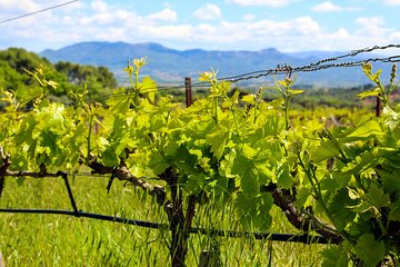 Provence - Mont Sainte Victoire in search of Cézanne private wine tour