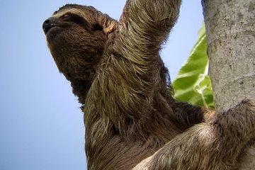 Manuel Antonio Park Nature Guided Tour