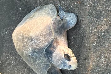 Nocturnal Turtles Watching Ostional Guanacaste Province 