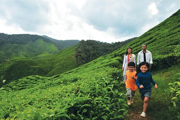 Cameron Highlands Full Day Tour (pick up from Kuala Lumpur)