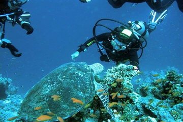 Ras Mohammed Snorkeling Tour by Boat