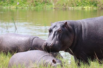 4 Day Gorilla and Wildlife Safari in Uganda