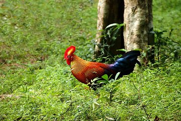 Day Tour to Wilpattu National Park from Bentota