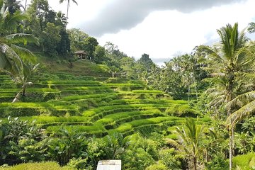 Bali Island Tour with Lunch