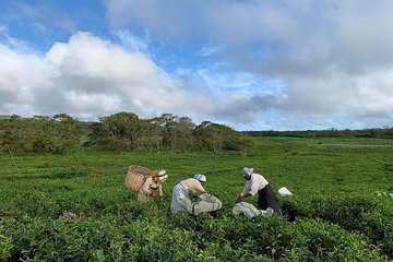 The Gorgeous South of Mauritius: Full-day tour incl Tea Factory & Crocodile park