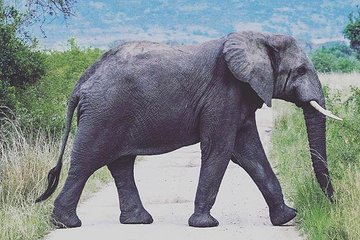 12 Days Uganda Wildlife tour with Chimpanzee and Gorillas