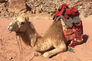 One Day Wadi Rum from Aqaba