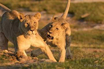 Kruger Park Safari 