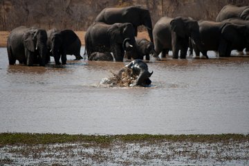 Chobe Day Trip - From Victoria Falls 