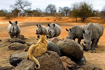 Night Rhino Game Drive and Bush Dinner from Victoria Falls