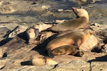 The La Jolla Tour