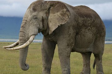 3 Days Tarangire , Ngorongoro Crater & Manyara From Zanzibar 