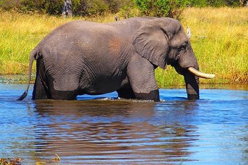 Game drive/White Rhino tracking