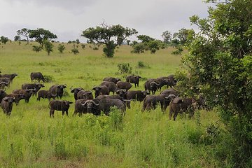 2 Days Saadani National Park From Zanzibar