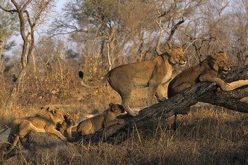 3 Day Kruger National Park and Crocodile River Safari