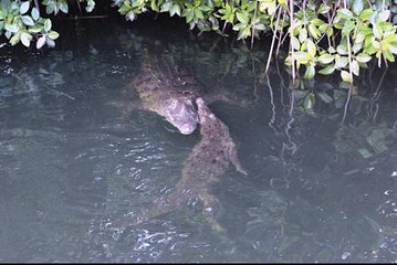 Black River Safari Private Tour 