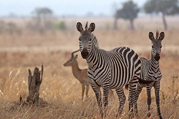 2 Days Mikumi Safari Package - Short Weekend Gateway Safaris