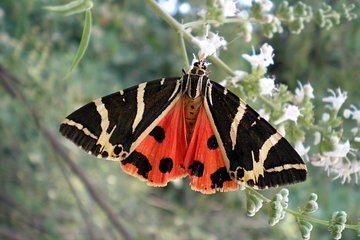 Butterfly Valley & Wine, Olive Oil, Honey Tasting Tour (Small Group)