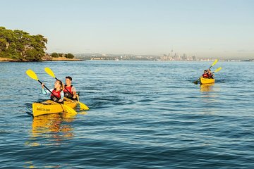 Motukorea / Browns Island Sea Kayak Journey