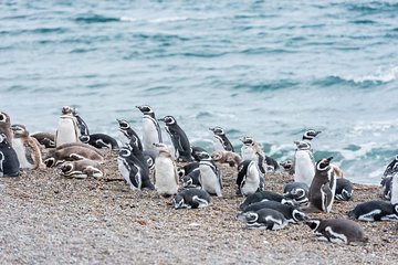 Cruise Shore Excursion Ea San Lorenzo Peninsula Valdes - Patagonia - Argentina