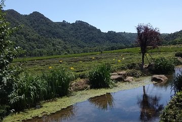 A Visit To Zen Buddhist Temple & A Taste Of Chinese Tea