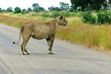 Pilanesberg open safari vehicle experience