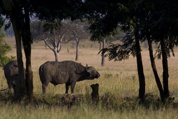 2 Day safari to Mikumi departure from Zanzibar 