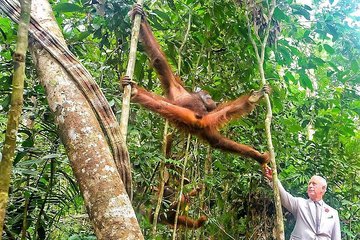 Marvellous Creature Orangutan : Sarawak Semenggoh Wildlife Centre Tour