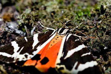 Filerimos Hill & Butterflies Valley Adventure! 