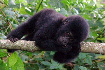 9 days Uganda safari