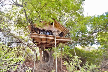 5 Day Lodge and Treehouse Kruger National Park Safari