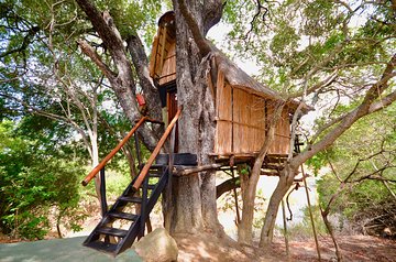 4 Day Lodge and Treehouse Kruger National Park Safari