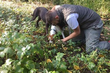 Truffle hunting adventure