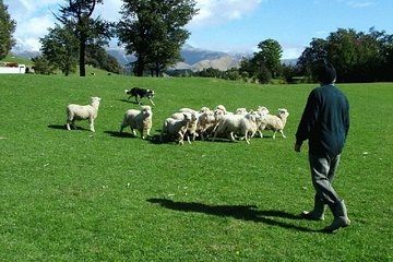 Akaroa Shore Excursion: Akaroa Harbour and Sheep Farm Local Tour