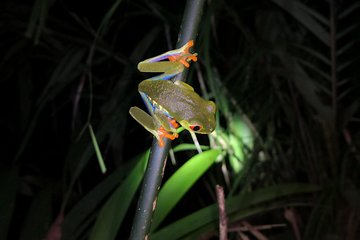 Nocturnal deep jungle hike