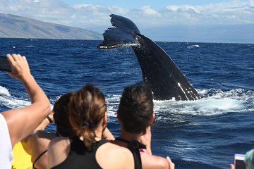 Ultimate 2 Hr Exclusive VIP Whale Watch Tour from Kaanapali Beach