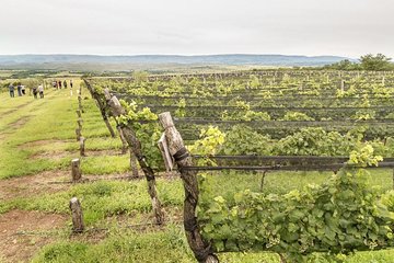 Wine Tour Privado - Calamuchita