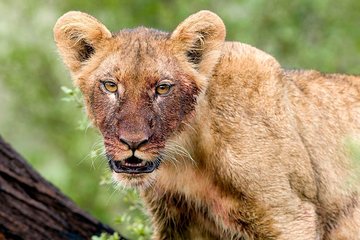 4 Days Lake Manyara National Park, Ngorongoro Crater , Serengeti National Park.