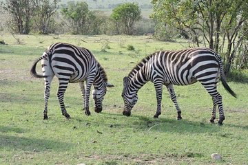 3day's Safari
