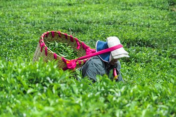 The Tea Story: Full Day with Lunch including Tea Tasting&Plucking