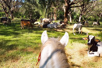 Safari Horse Riding Tour