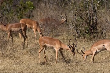 Hwange National Park Safari & Overnight