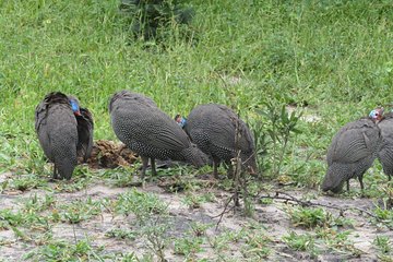 From Victoria Falls to Chobe Day Game Safari