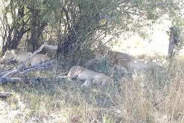 From Victoria Falls: Hwange National Park Day Safari