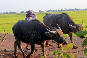 Day in a Life Authentic Village Experience in Siem Reap