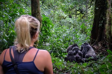 6-Day Gorilla Trekking and Kampala City Tours