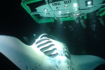 Manta Mania - Manta Ray Night Snorkel - Small-Group Experience In Kona, Hawaii