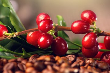 EXCLUSIVE COFFE TOUR, unique in Medellin 